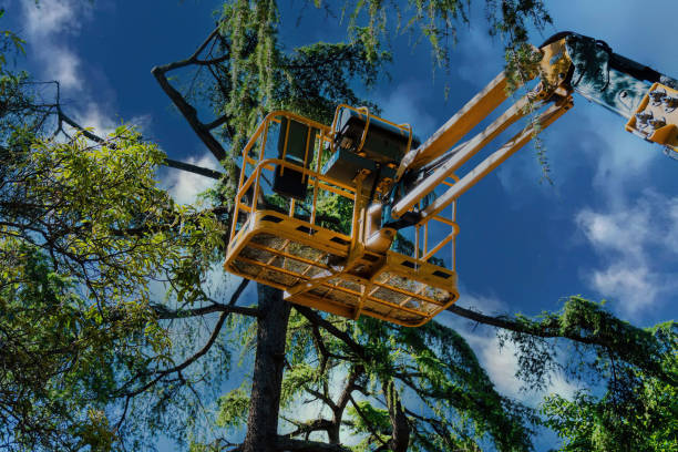 Best Commercial Tree Services  in Gatesville, TX